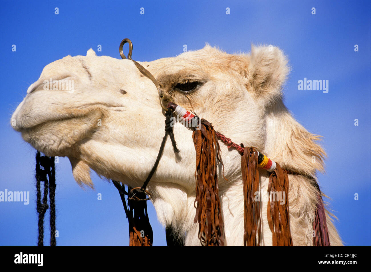 Kebili Governorate, Douz, Tunesien, Desert Festival, White Mehari Dromedar Stockfoto