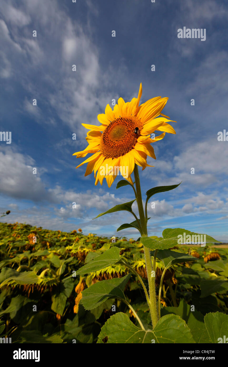 Sonnenblume, Puy de Dome, Frankreich, Europa Stockfoto
