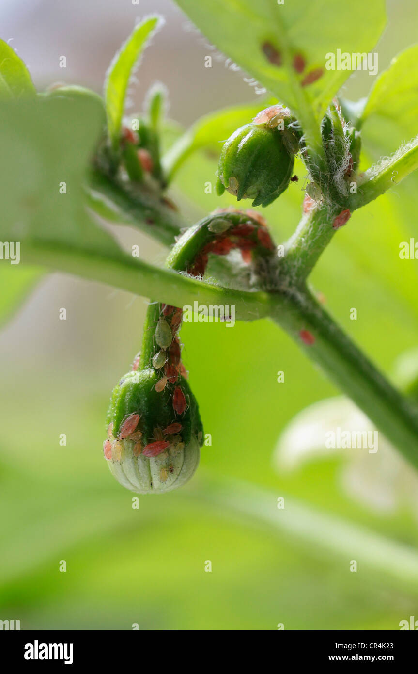 Blattläuse ernähren sich von Knospen der Chili Pflanze Stockfoto