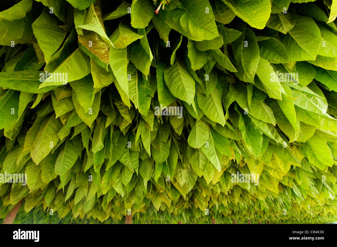 Tabakanbau in Quercy, Lot, Frankreich, Europa Stockfoto