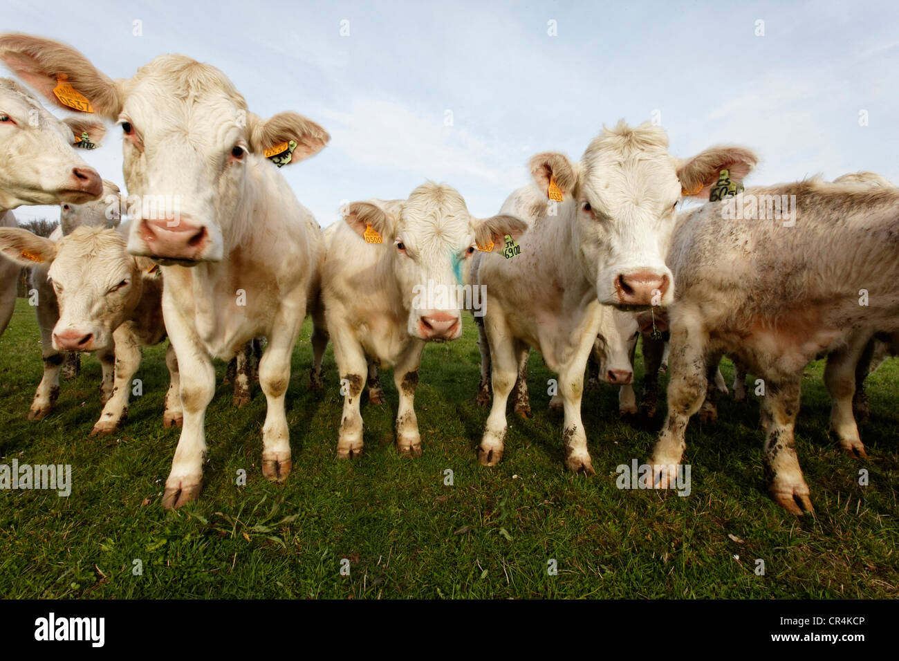Junge Charolais Rinder, Allier, Frankreich, Europa Stockfoto