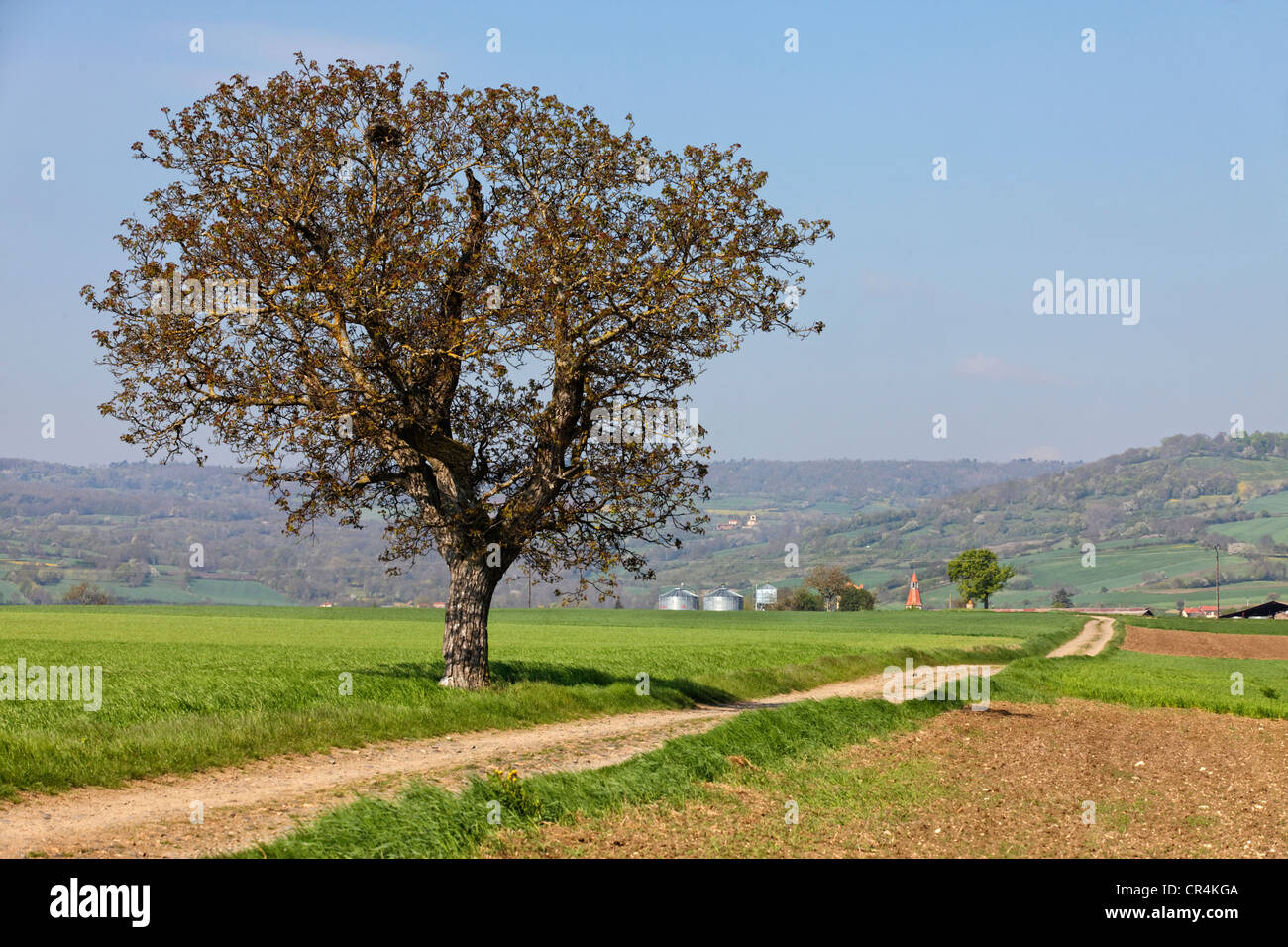 Einsamer Baum, Feldweg, Agrarlandschaft des Dorfes Lembronnais und Antoing nahe Issoire, Auvergne, Frankreich Stockfoto
