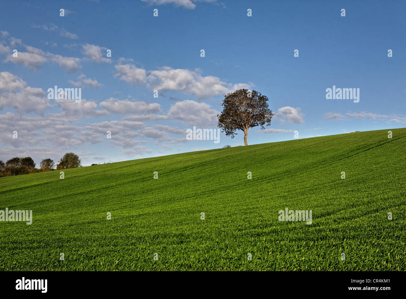 Isolieren, Baum, grün, Feld, landwirtschaftliche Landschaft, Puy de Dome Auvergne, Frankreich Stockfoto