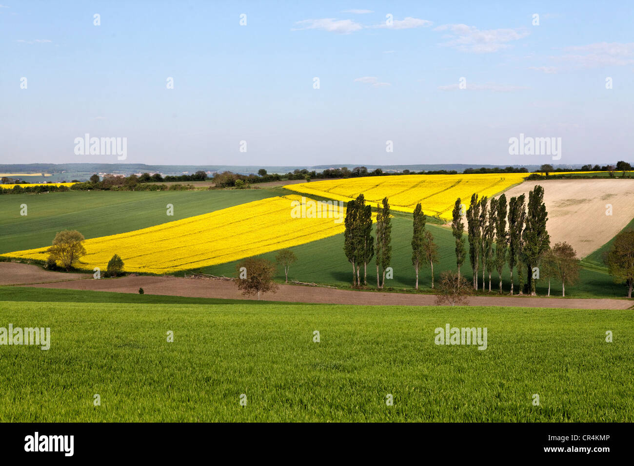 Agrarlandschaft in der Nähe von Charroux, Bourbonnais, Allier, Frankreich, Auvergne, Europa Stockfoto