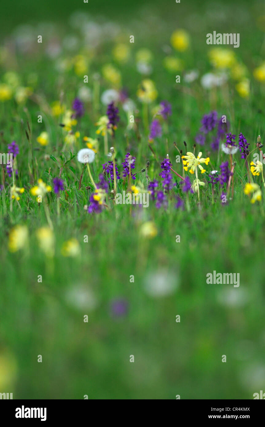 Heu Wiese wilde Blume Blumen Somerset Porträt Stockfoto