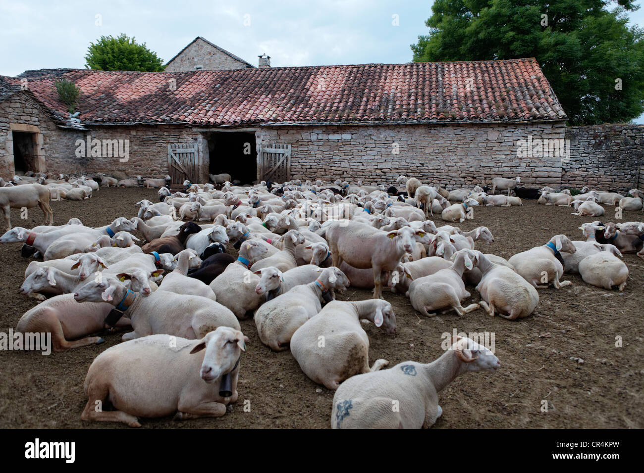 Herde der Schafe, Causse du Larzac, Grands Causses regionalen Naturpark, UNESCO-Welterbe, Aveyron, Frankreich Stockfoto