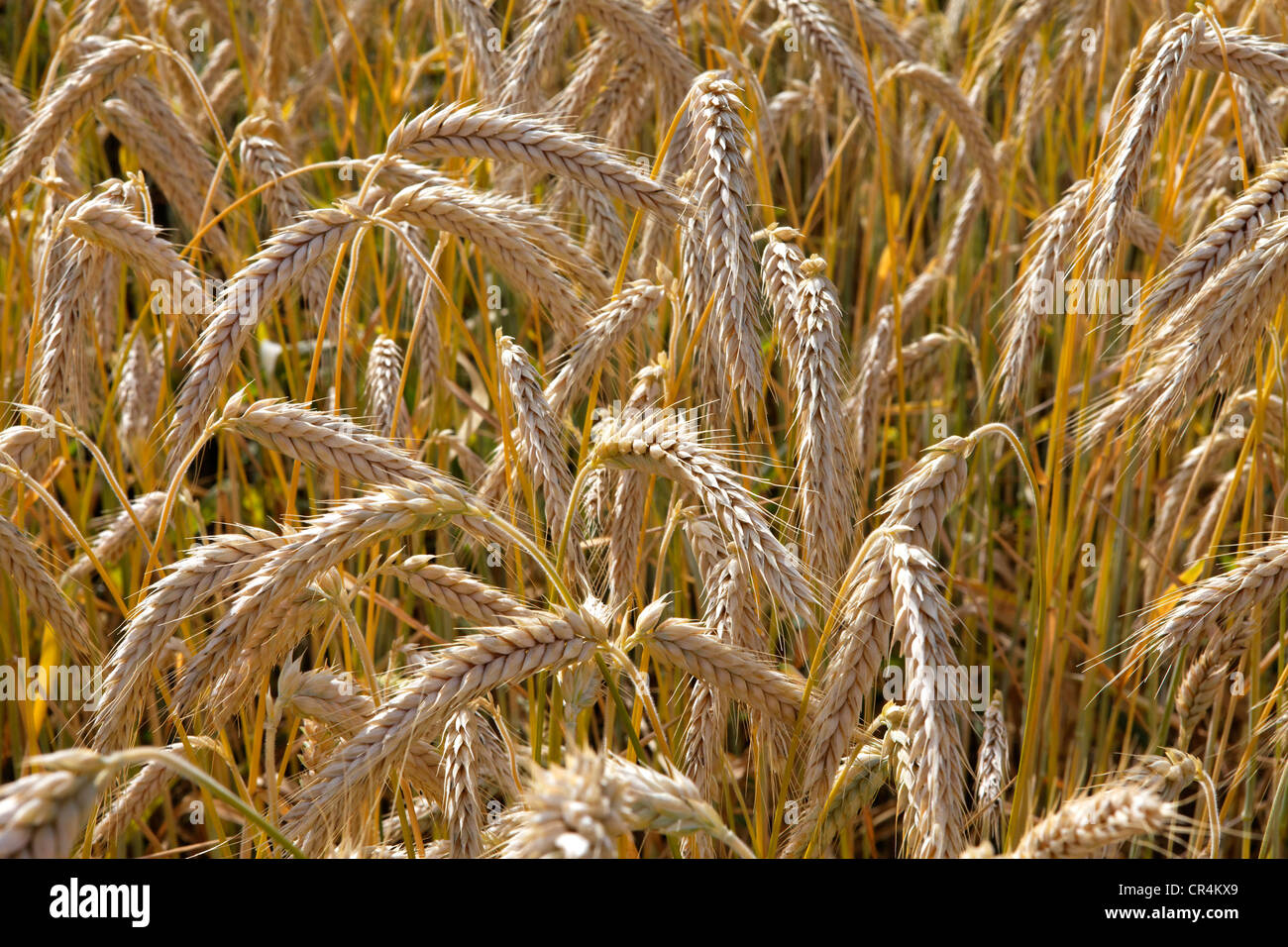 Getreidefeld, Frankreich, Europa Stockfoto