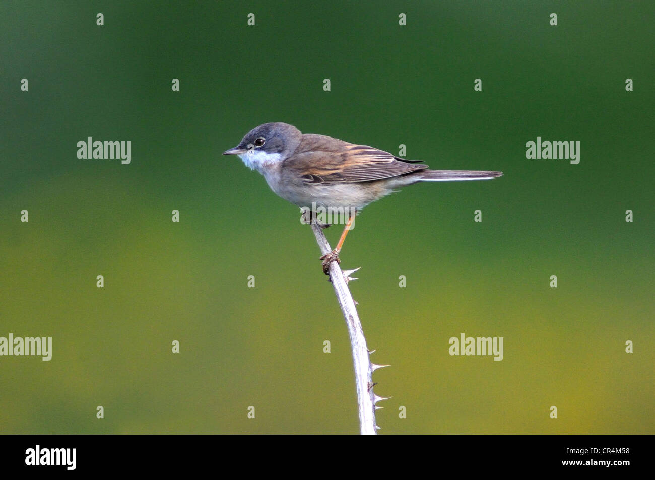 Whitethroat gemeinsamen Warbler Migrant Sylvia Communis Stockfoto