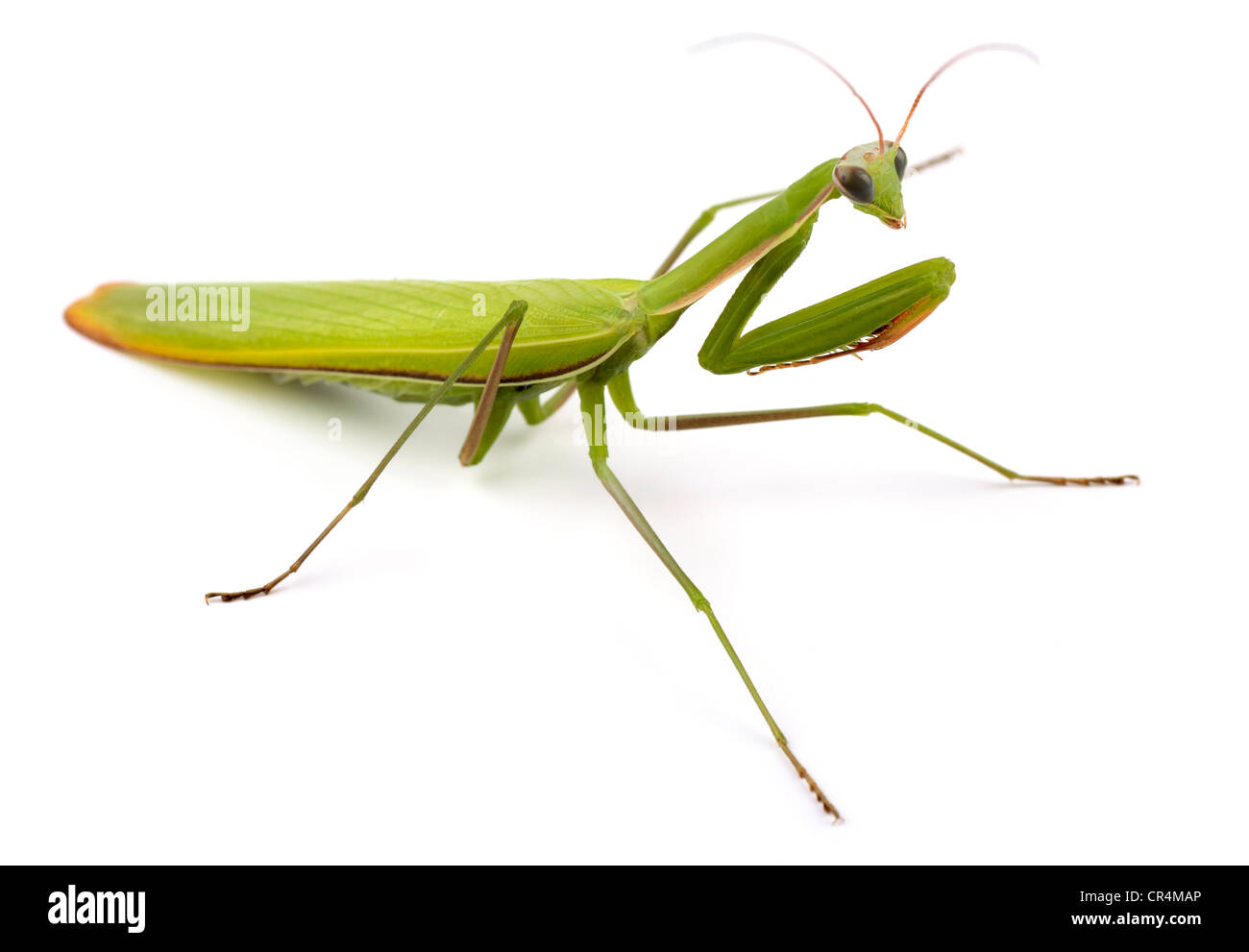 Gottesanbeterin (Mantis Religiosa) isoliert auf weiss Stockfoto
