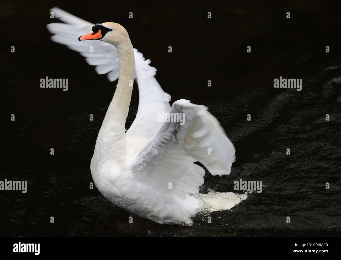 Ein weißer Schwan aus der schwarzen Wasser und verlängert seine Flügel um seine Federn heraus mit seinen Schnabel in der Luft zu schütteln. Stockfoto