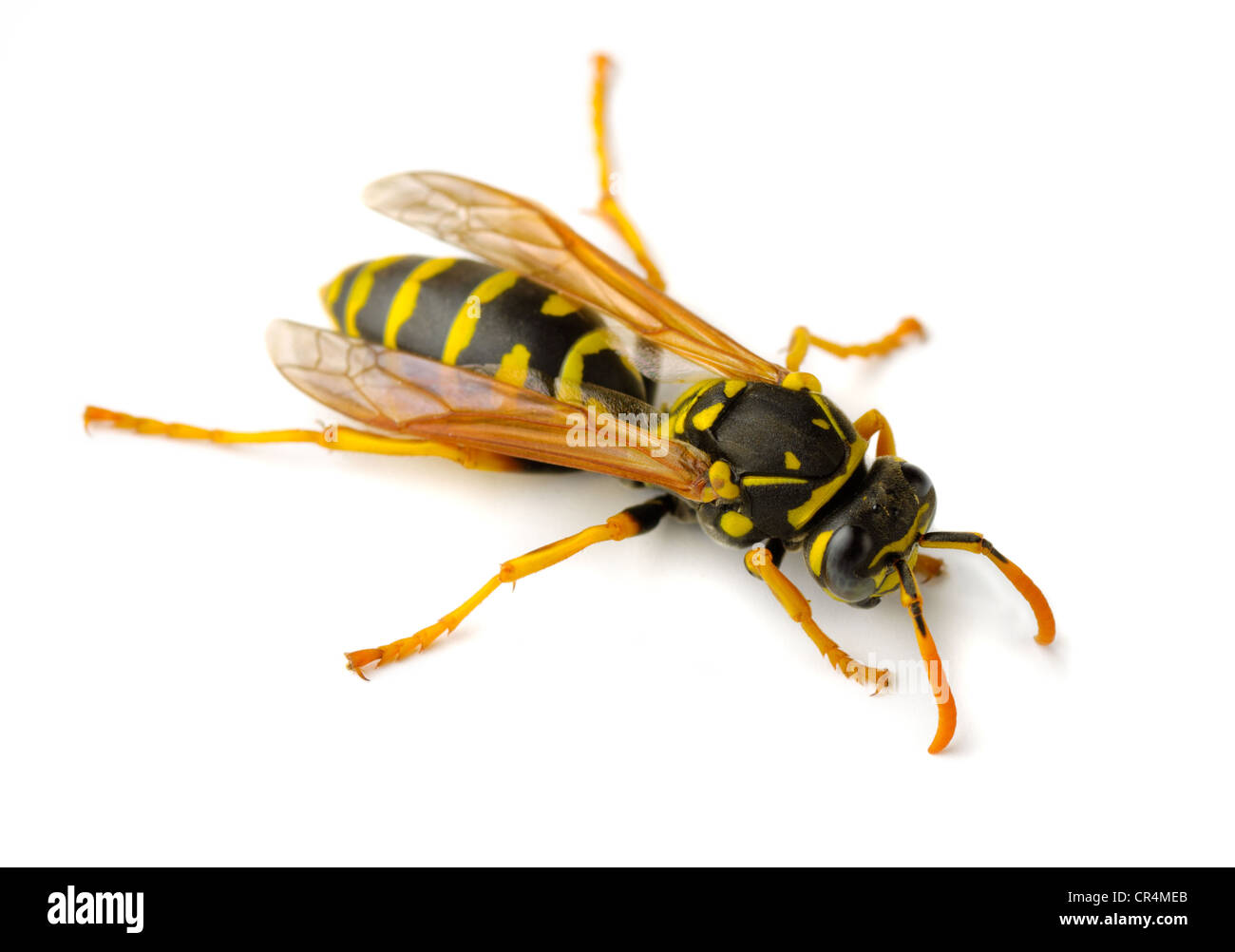 Europäische Paper Wasp (Polistes Dominula) isoliert auf weiss Stockfoto