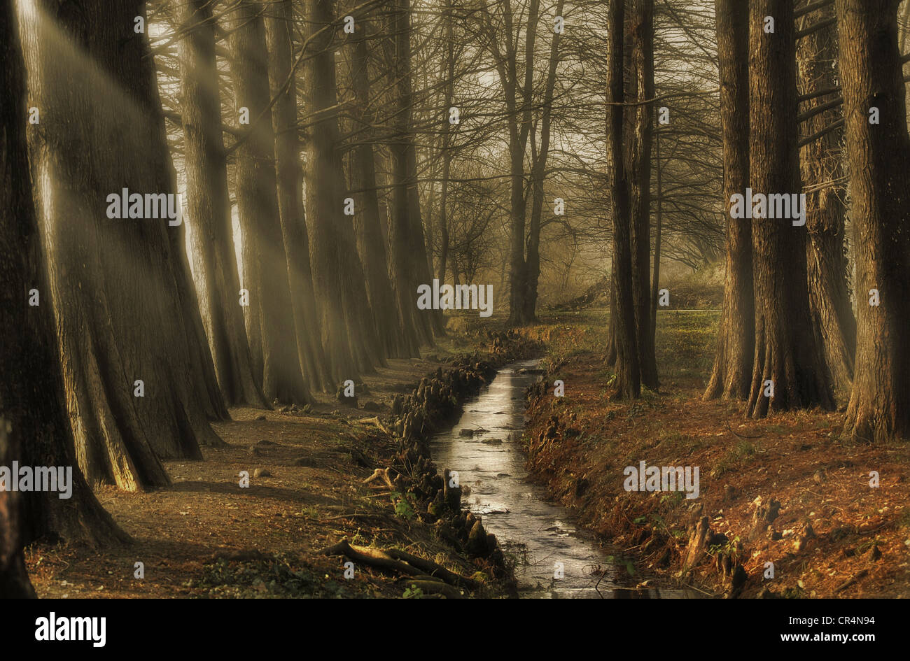 nebligen Wald in einem Herbsttag. gruselige Herbstlandschaft mit Baum. Märchenwald Stockfoto