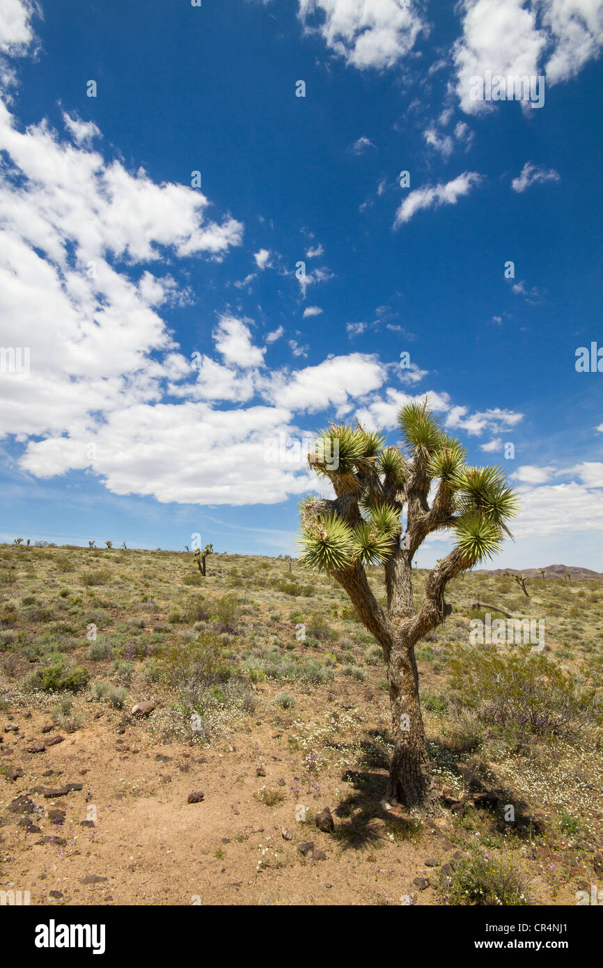 Yucca-Baum im Death Valley Nationalpark, Kalifornien, USA Stockfoto