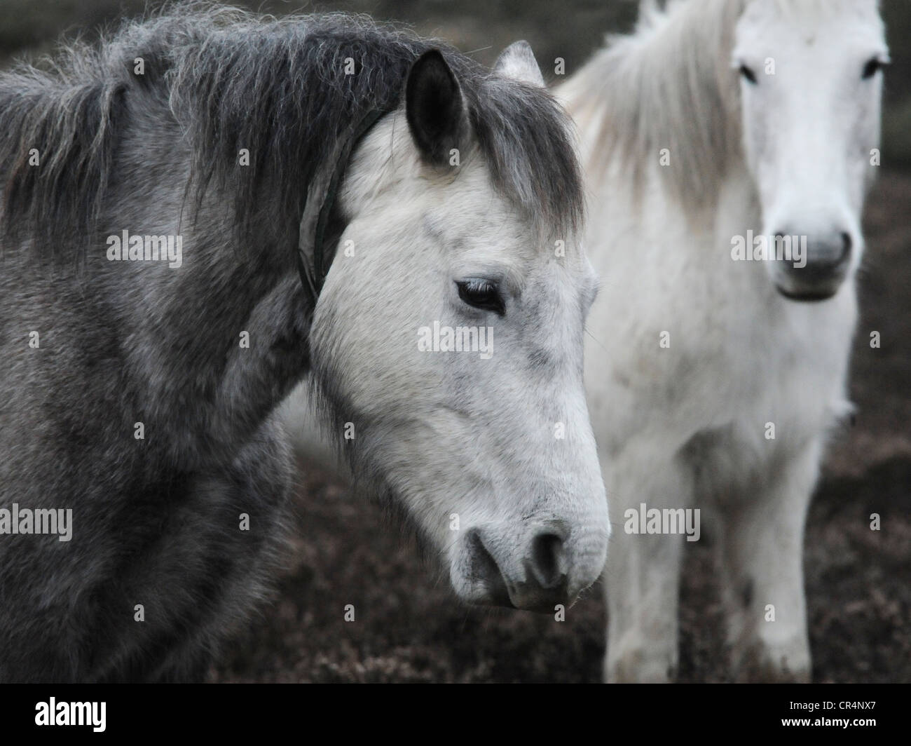 Zwei New Forest Ponys roaming Wild in Hampshire. Stockfoto