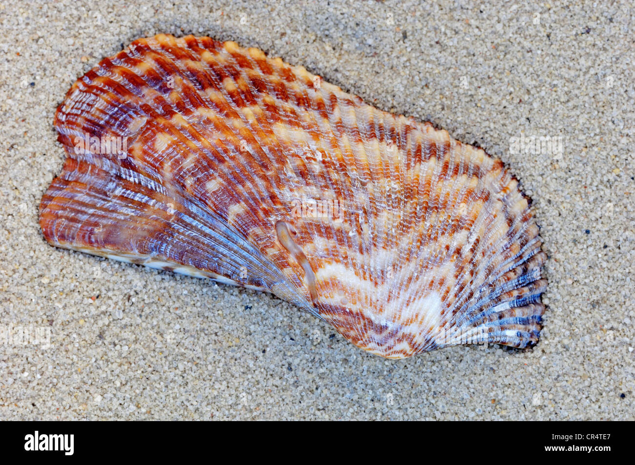 Noahs Arche (Arca Noa) Schale, Provence, Südfrankreich, Frankreich, Europa Stockfoto