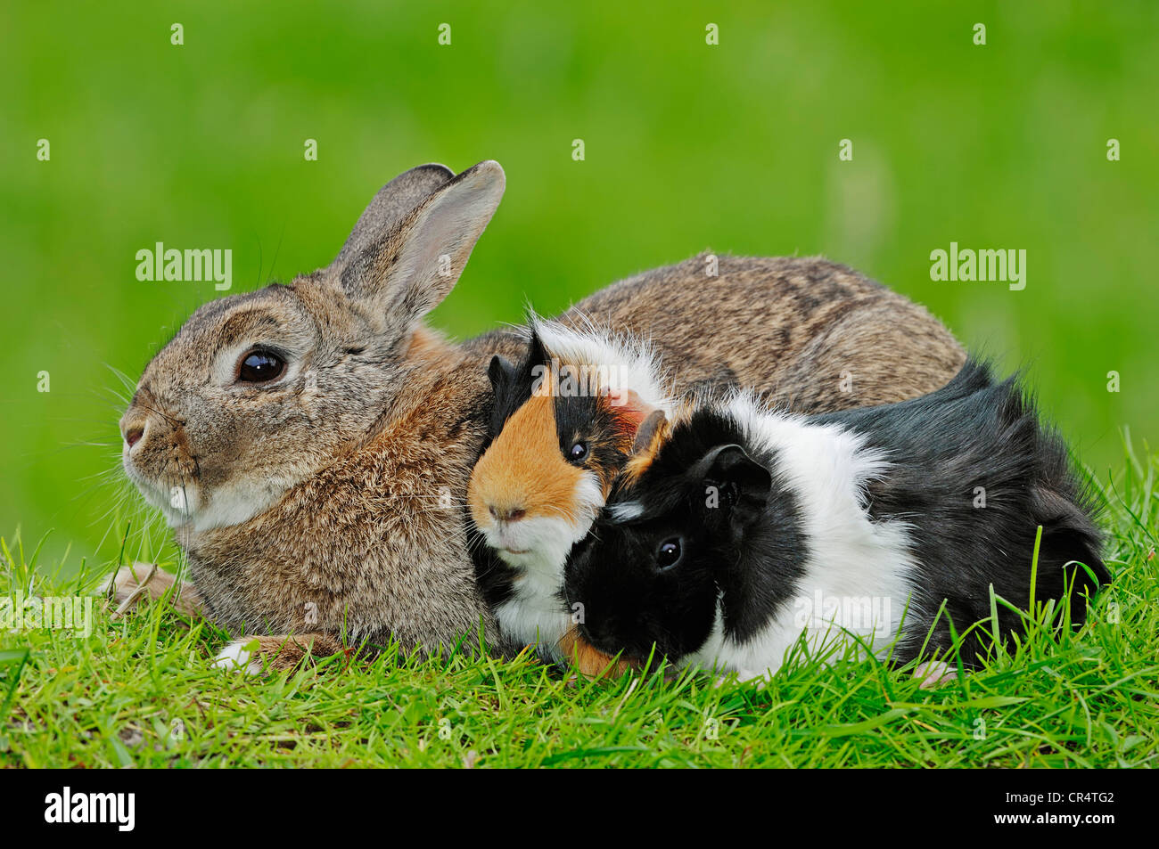 Zwerg Kaninchen (Oryctolagus Cuniculus Forma Domestica) und zwei Meerschweinchen (Cavia Porcellus) Stockfoto