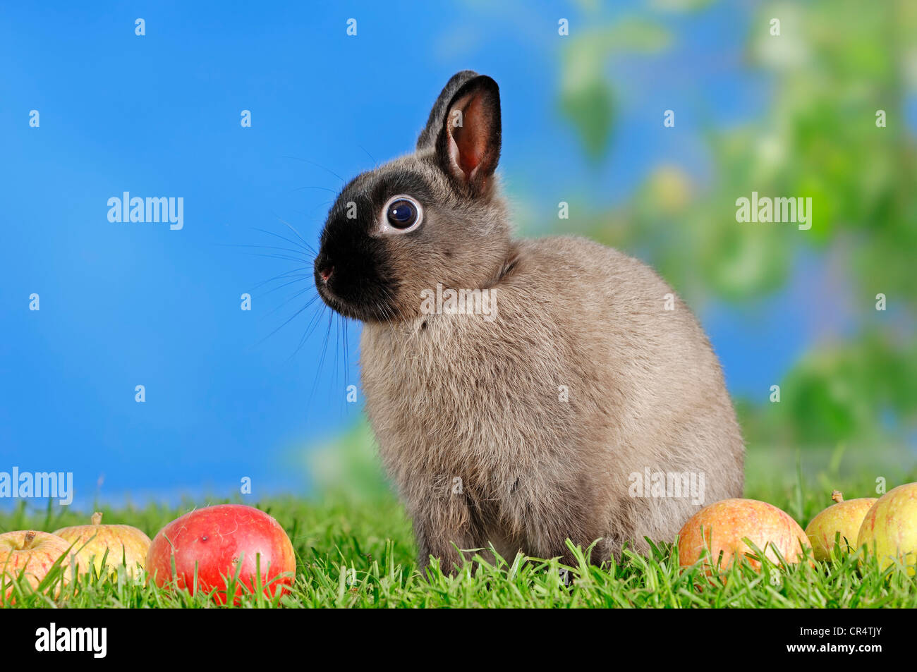 Blaue Sable Marten Zwerg Kaninchen (Oryctolagus Cuniculus Forma Domestica) und Äpfel Stockfoto