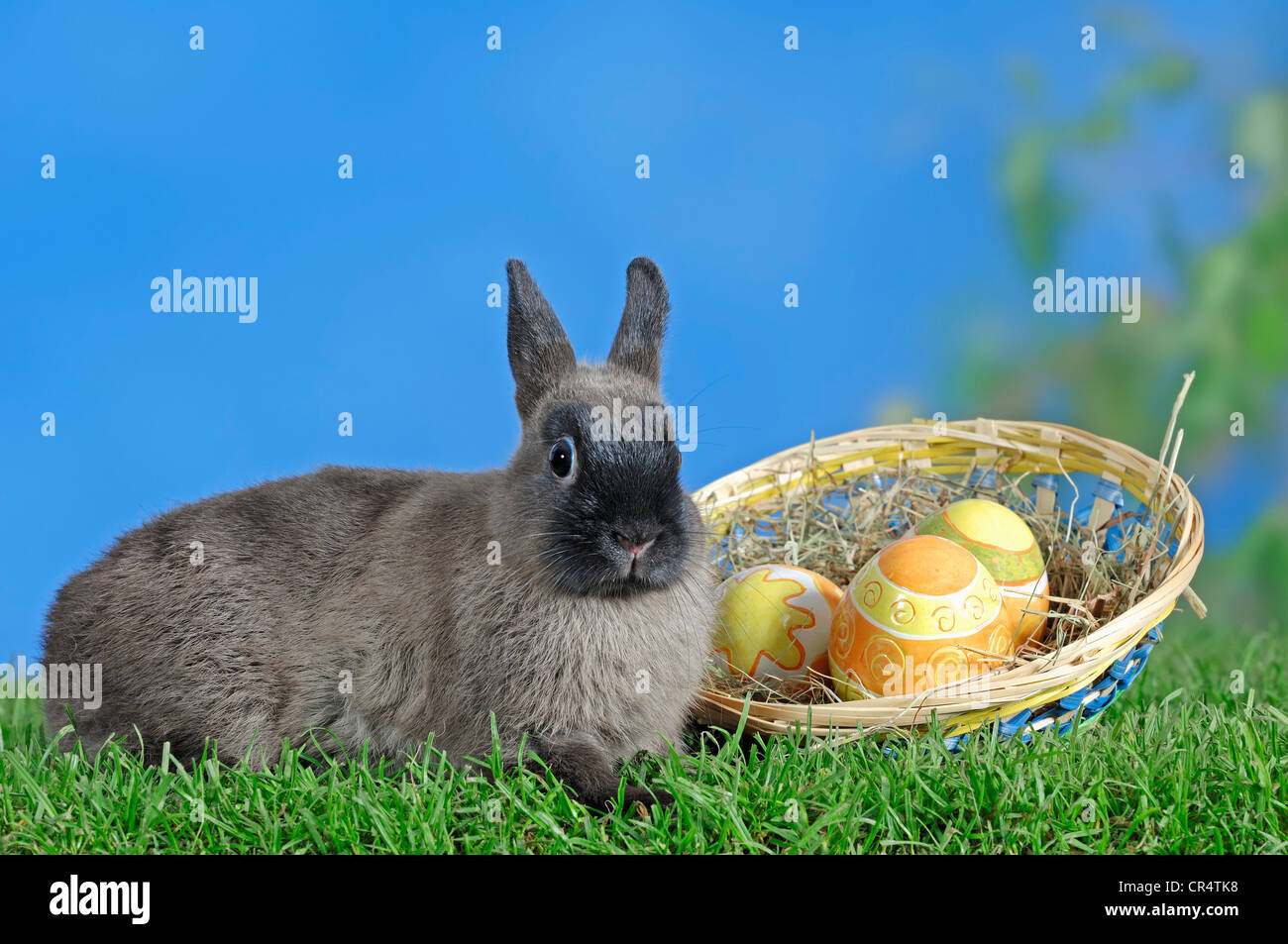 Blaue Sable Marten Zwerg Kaninchen (Oryctolagus Cuniculus Forma Domestica) und Easter Eggs in einem Korb Stockfoto