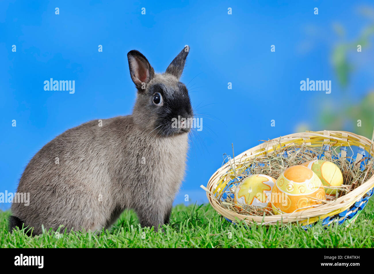Blaue Sable Marten Zwerg Kaninchen (Oryctolagus Cuniculus Forma Domestica) und Easter Eggs in einem Korb Stockfoto