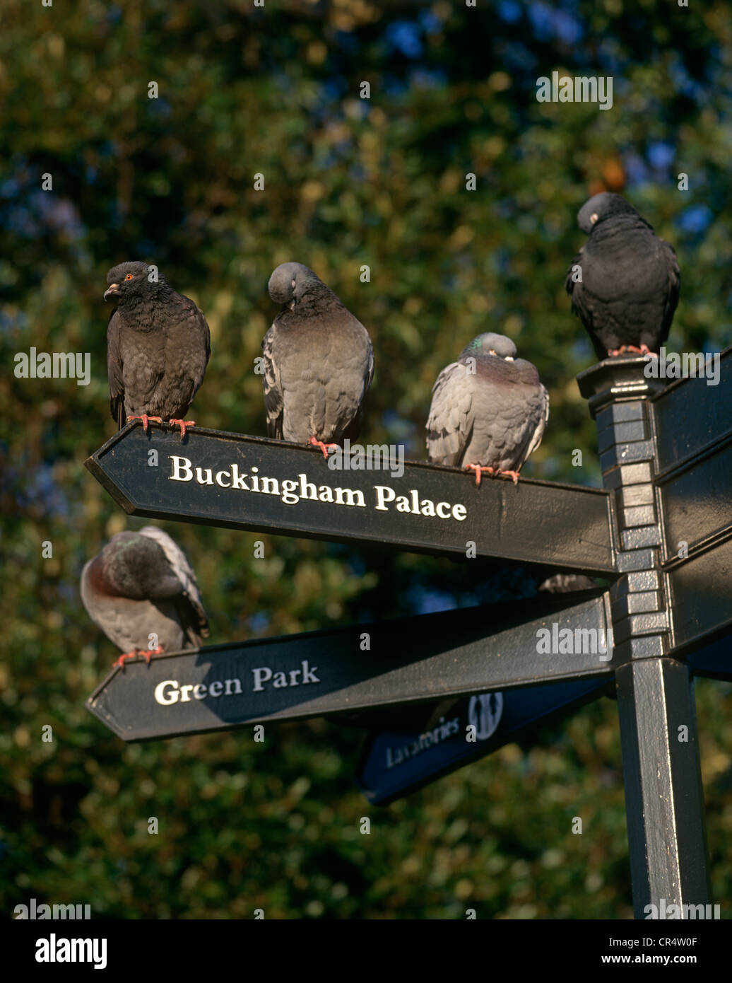 Wegweiser-London-Tauben Stockfoto