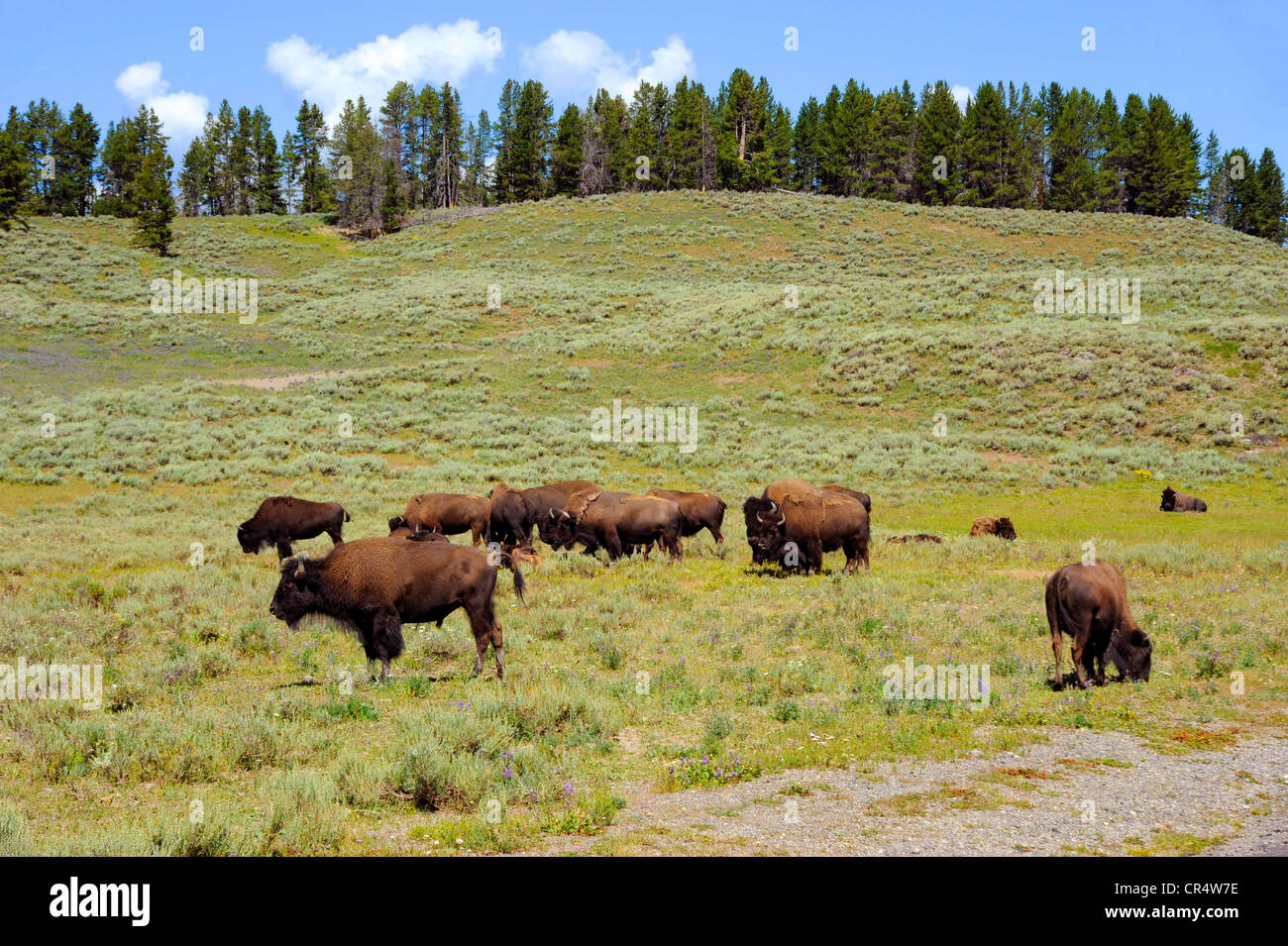 Buffalo Bisons Yellowstone Nationalpark Wyoming WY USA Stockfoto