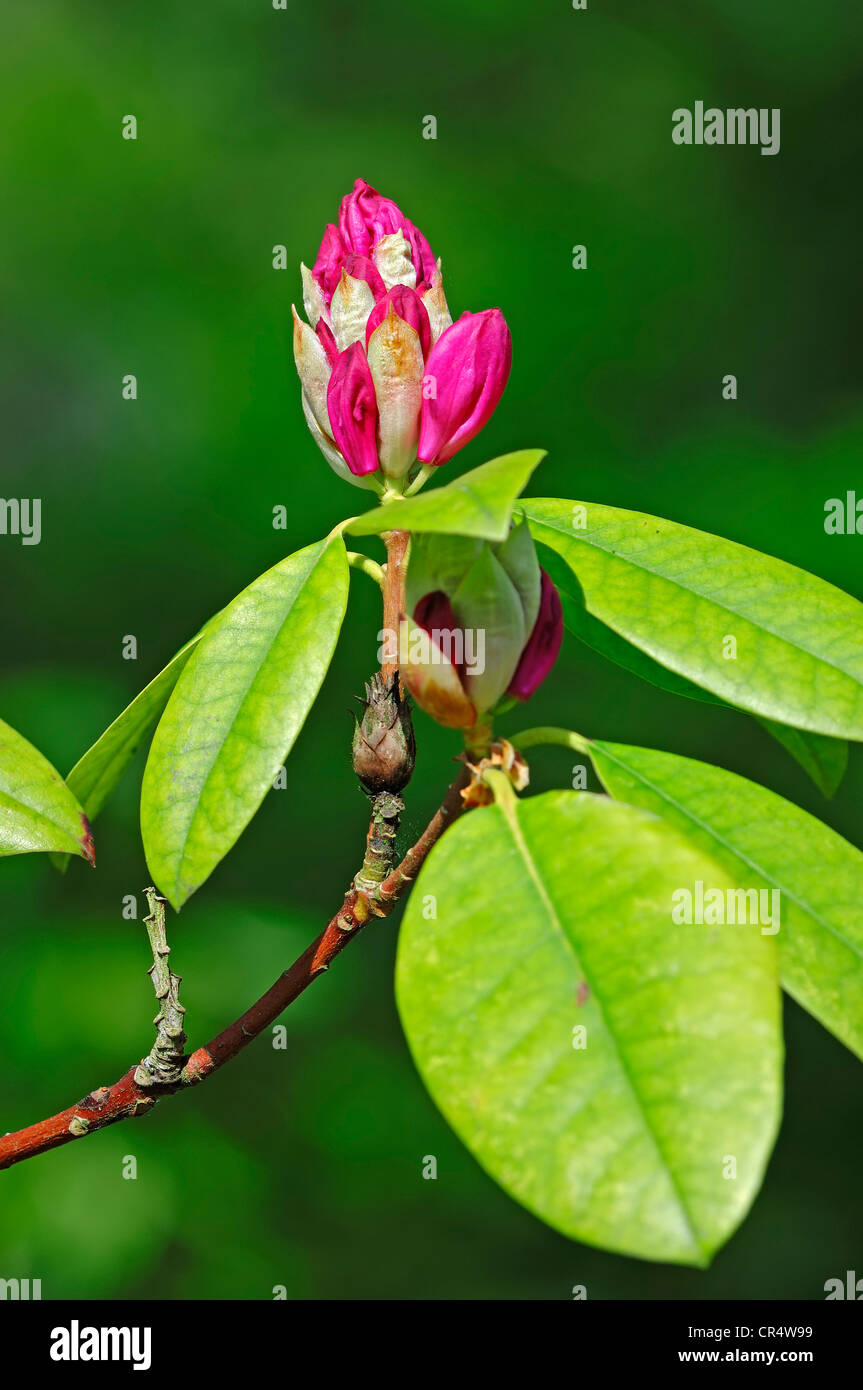 Einer bltenknospe eines rhododendron -Fotos und -Bildmaterial in hoher  Auflsung  Alamy