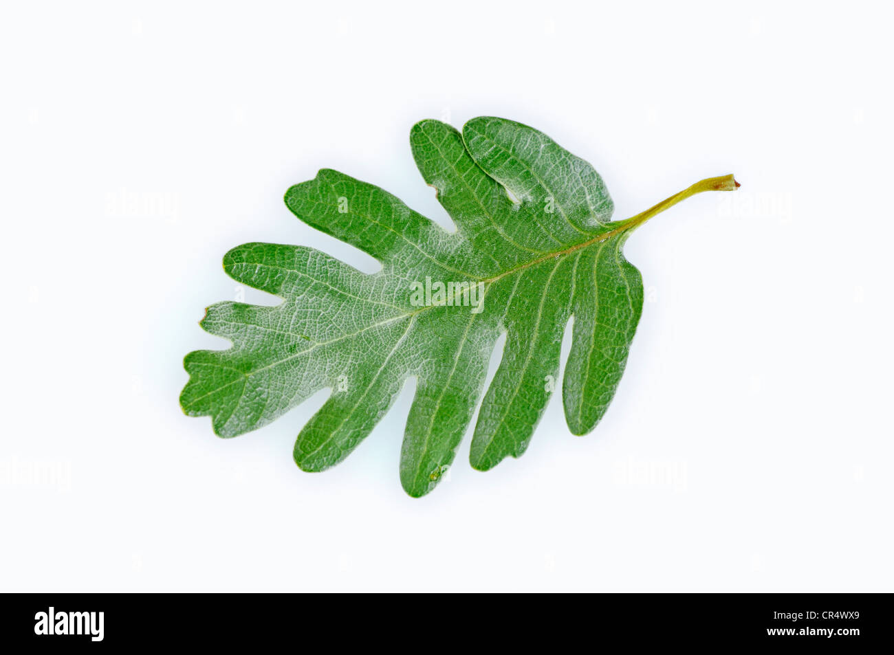 Pyrenäen-Eiche (Quercus Pyrenaica), Blatt Stockfoto