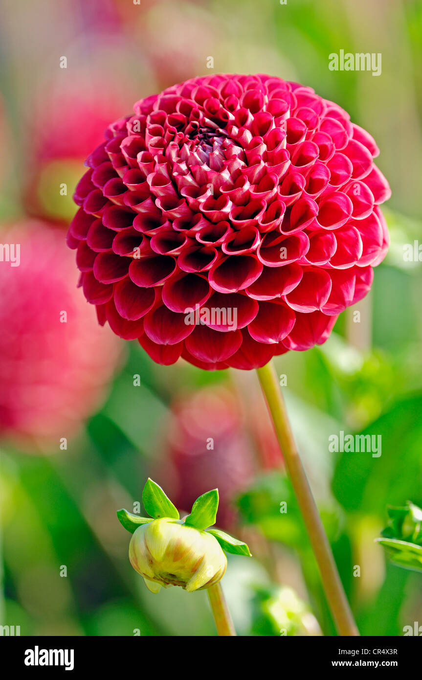 Pompon Cornel Dahlie (Dahlia Hybrida) Blume Stockfoto