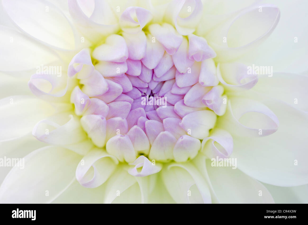 Eveline Dahlie (Dahlia SP.), Blume detail Stockfoto