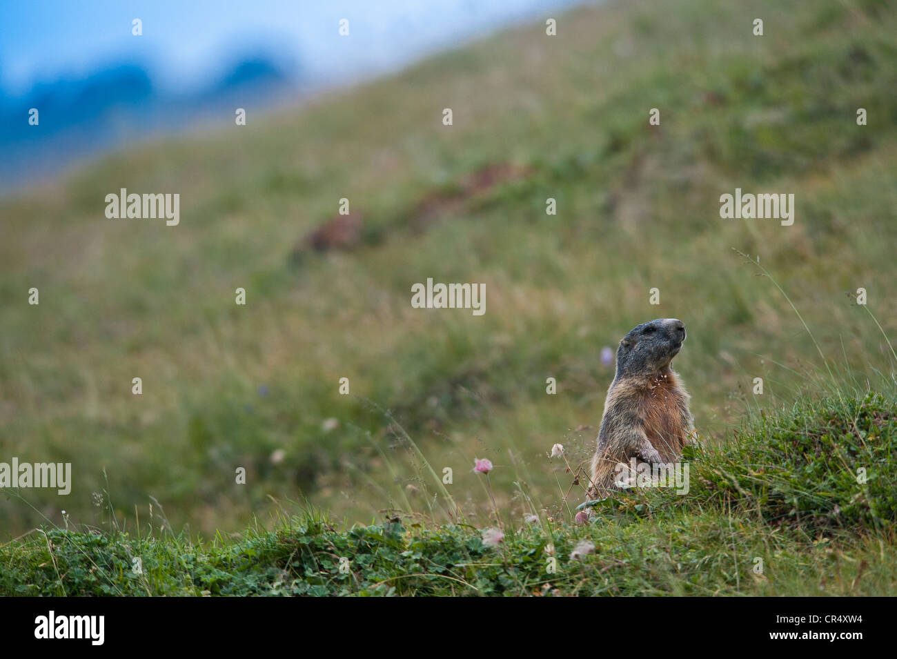 Alpine Murmeltier (Marmota Marmota) sitzen in einer Almwiese, Averstal Tal, Kanton Graubünden, Schweiz, Europa Stockfoto