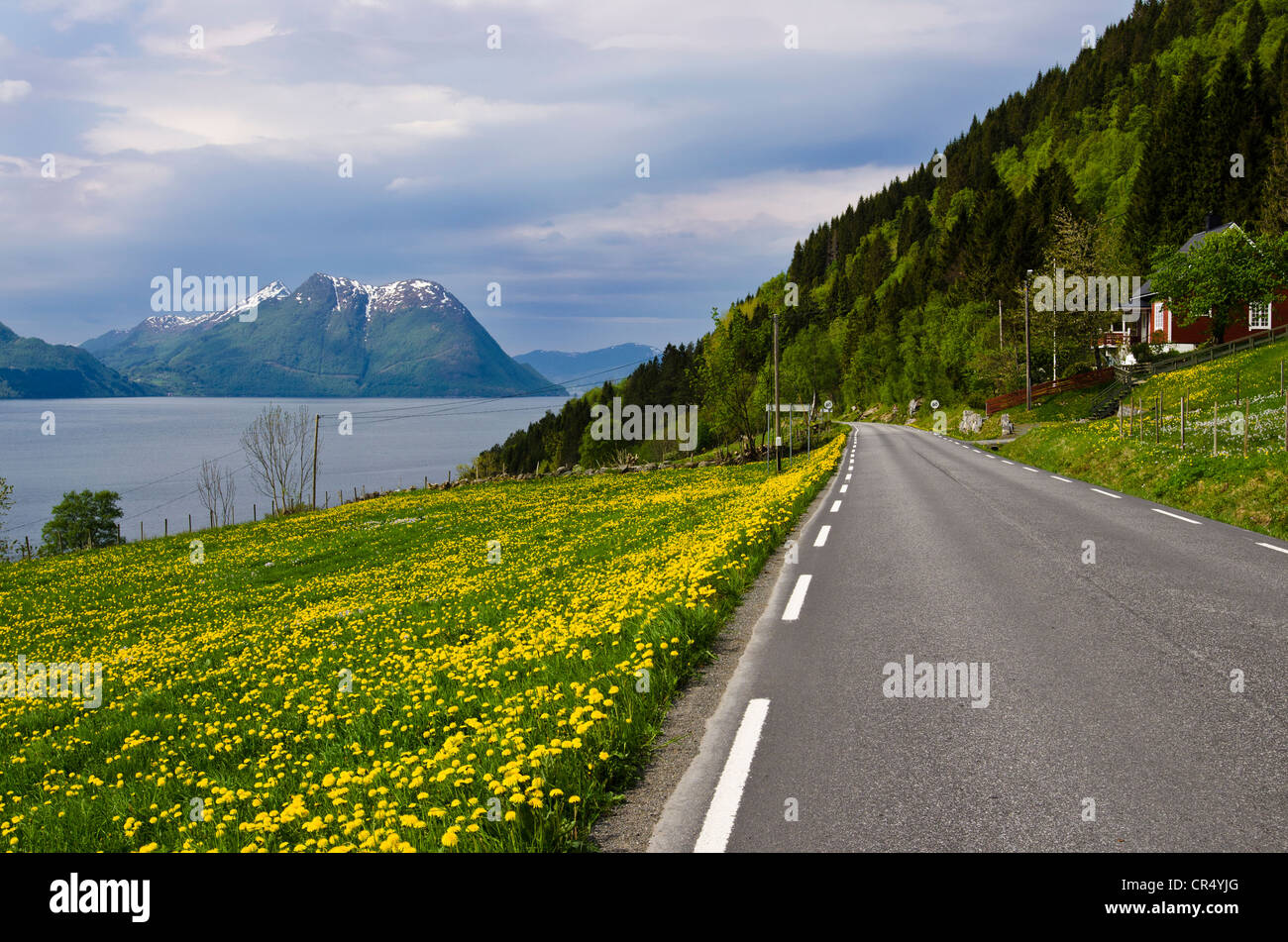 Löwenzahn Wiese entlang einer Straße am Storfjord Stordalen, mit Storfjellet, Moere Og Romsdal, Norwegen, Skandinavien, Nordeuropa Stockfoto
