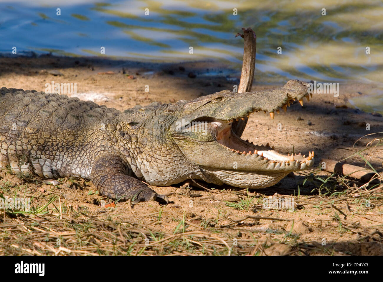 Mugger-Krokodil (Crocodylus Palustris), Yala West (Ruhuna) Nationalpark, Sri Lanka Stockfoto