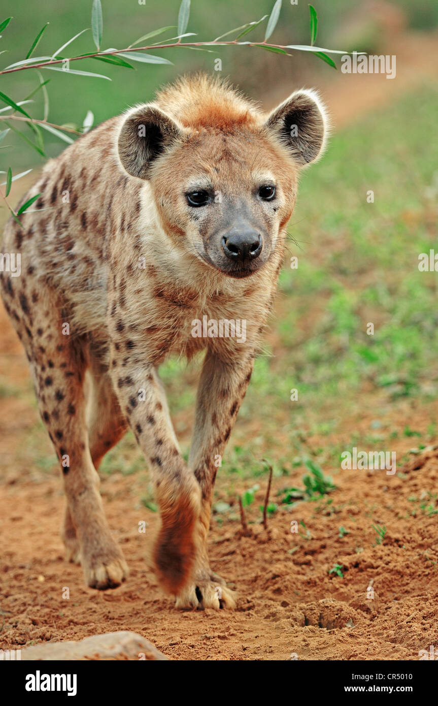 Spotted zerbeissen oder lachen Hyänen (Crocuta Crocuta), gebürtig aus Afrika, in Gefangenschaft, Tschechische Republik, Europa Stockfoto