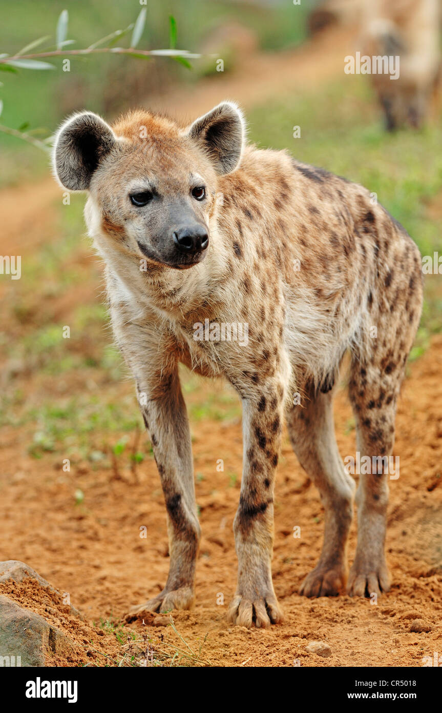 Spotted zerbeissen oder lachen Hyänen (Crocuta Crocuta), gebürtig aus Afrika, in Gefangenschaft, Tschechische Republik, Europa Stockfoto