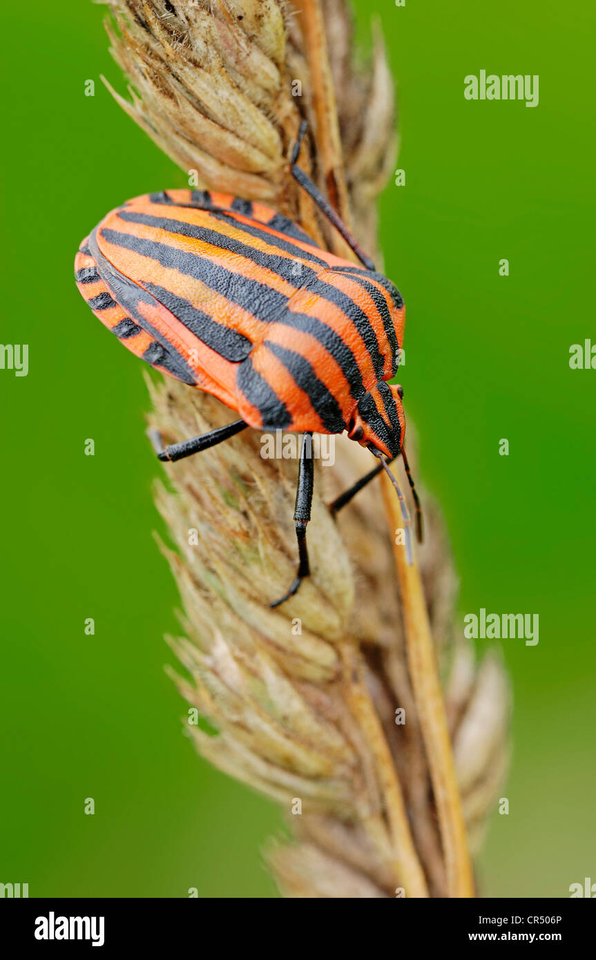 Gestreiften Schild Bug (Graphosoma Lineatum), Nordrhein-Westfalen, Deutschland, Europa Stockfoto