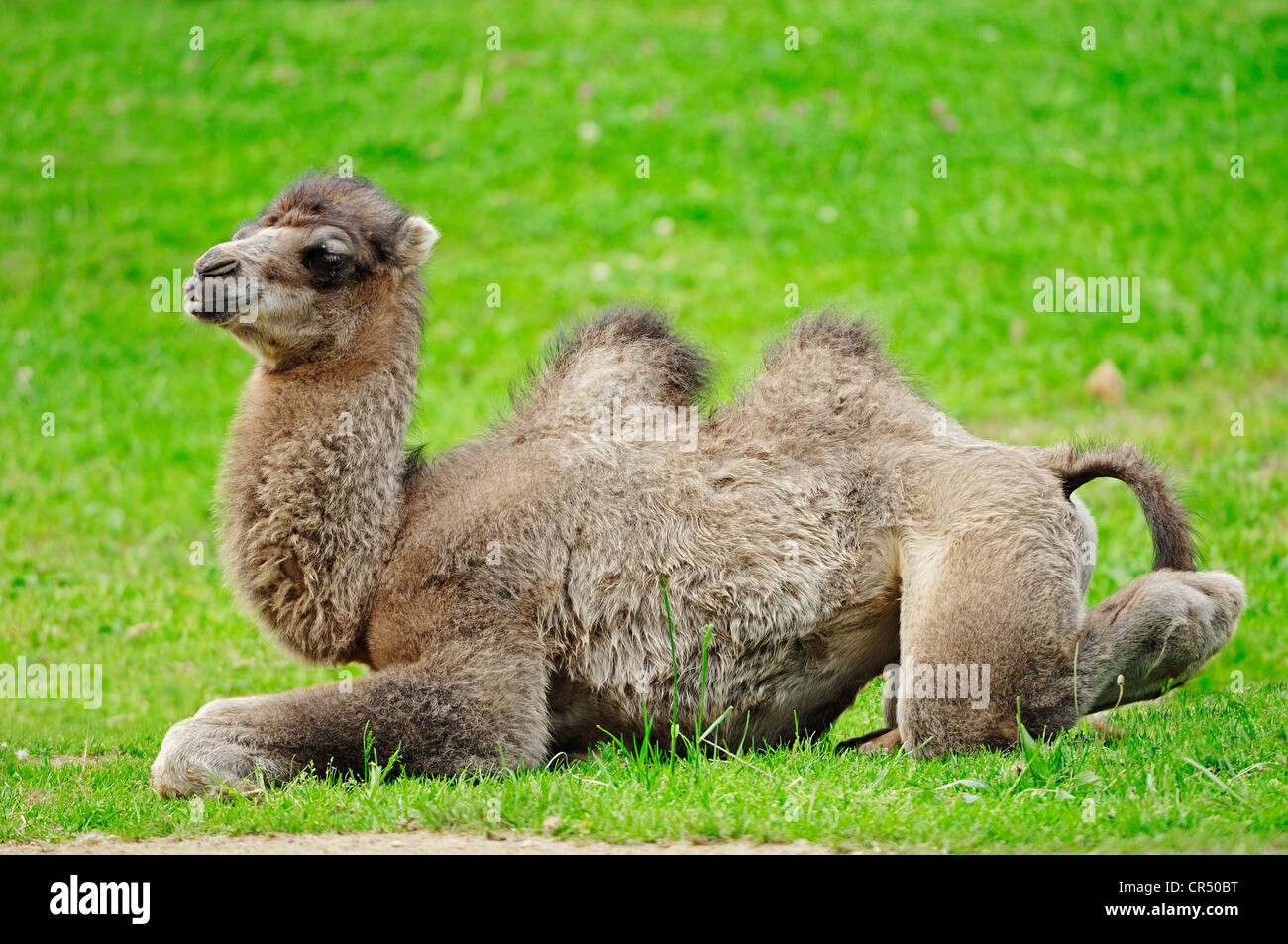Young baktrischen Kamel oder zwei bucklig Kamel (Camelus Ferus ...