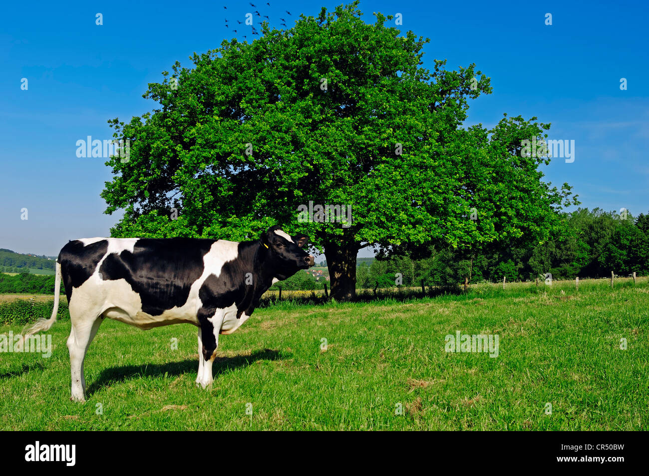 Holstein kuh foto -Fotos und -Bildmaterial in hoher Auflösung – Alamy