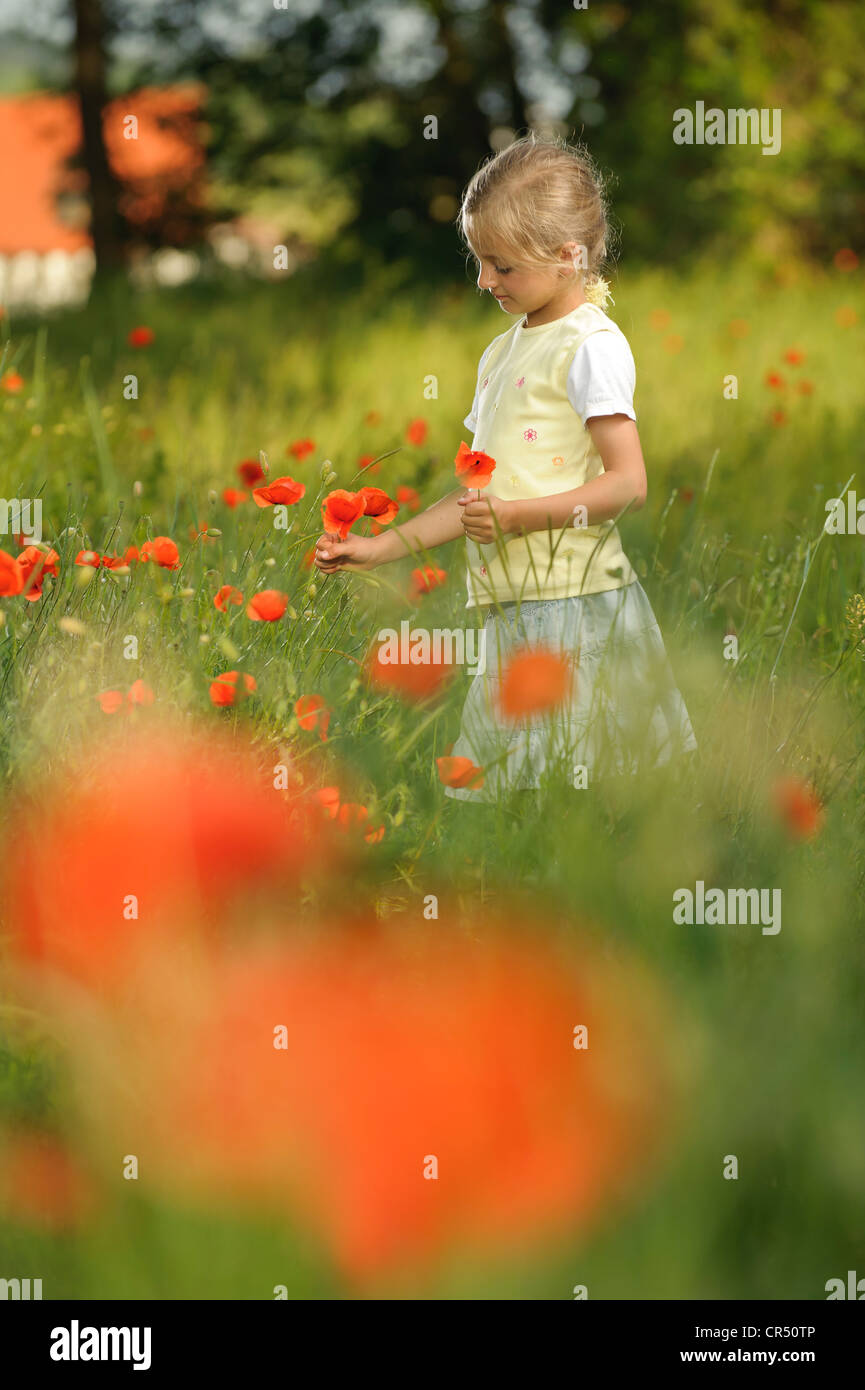 Mädchen, 6 Jahre, Mohnblumen pflücken Stockfoto