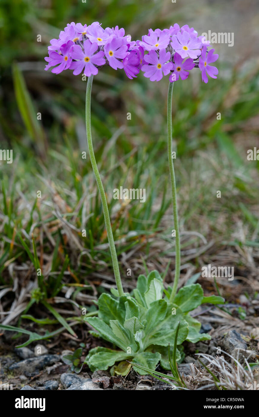Vogelperspektive Primel (Primula Farinosa) lebt von Weidegras Wiesen reich an Kalk und Feuchtigkeit Ribblehead Steinbruch Ingleborough NP UK Stockfoto