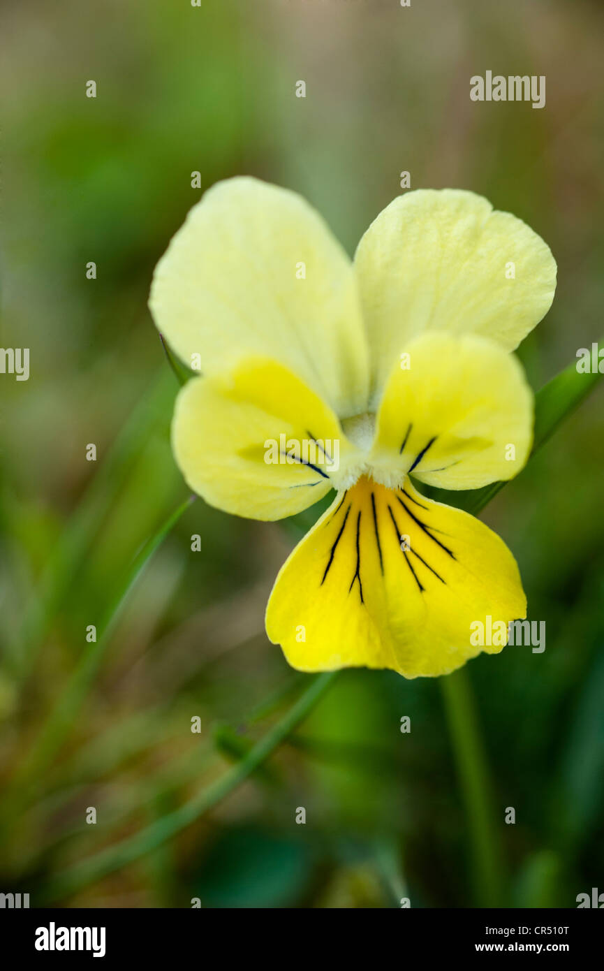 Berg-Stiefmütterchen (Viola Lutea) Nahaufnahme Blume Ingleborough National Nature Reserve North Yorkshire UK Europe Juni Stockfoto
