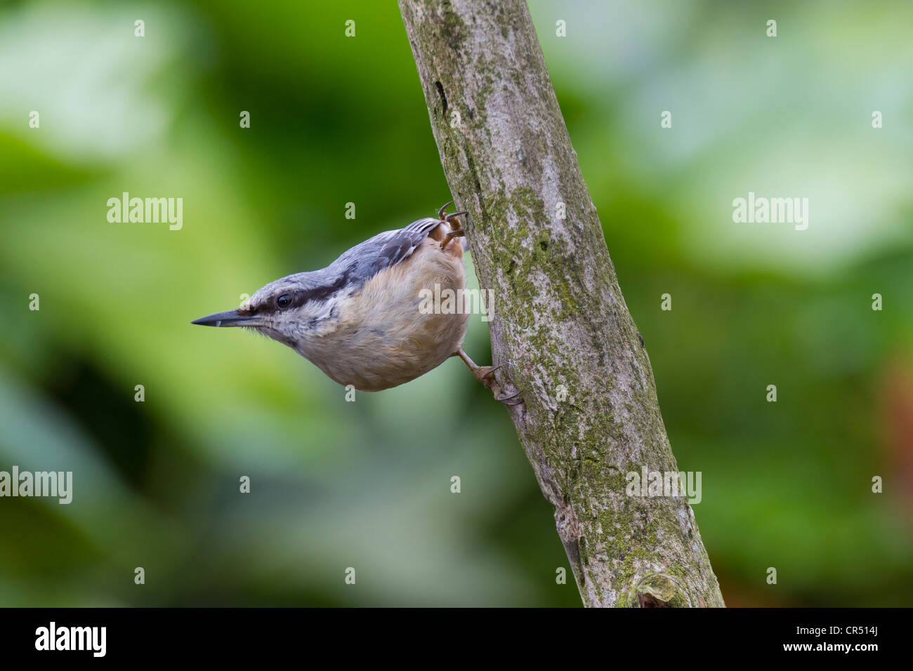 Vögel, Kleiber Sitta Europaea (Sittidae) Erwachsenen hocken Stockfoto