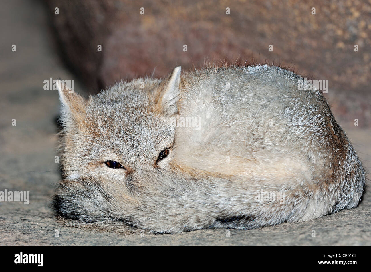 SWIFT-Fuchs (Vulpes Velox), nordamerikanische Arten, in Gefangenschaft, Tschechische Republik, Europa Stockfoto