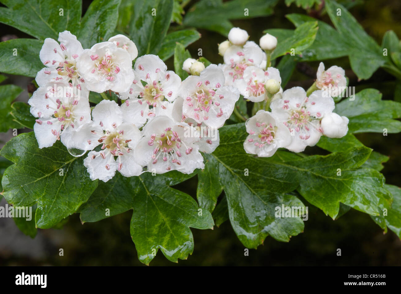 Weißdorn (Crataegus Monogyna) Zweig mit Blüten im Regen Malham Tarn FSC erdet Yorkshire Dales National Park North Yorkshire Stockfoto
