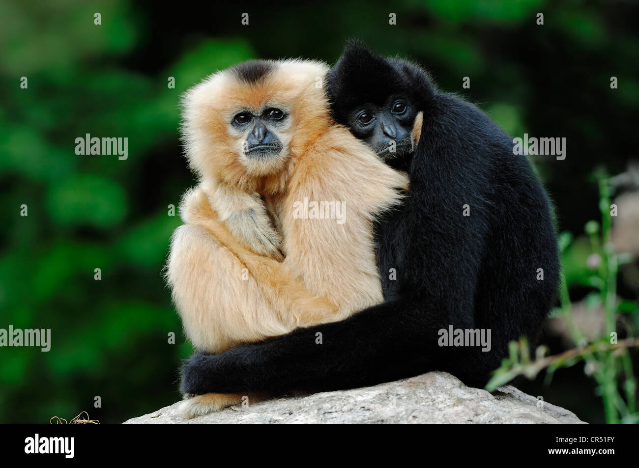 Koppeln Sie nördlichen weiße-cheeked Gibbone, (Nomascus Leucogenys, Hylobates Concolor Leucogenys), Gefangenschaft, asiatische Art Stockfoto