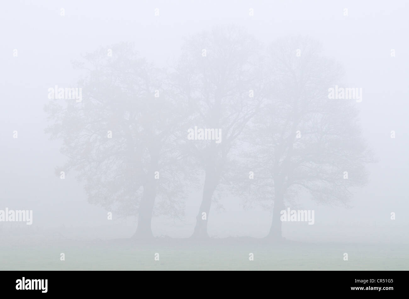 Eiche Bäume im Nebel (Quercus Robur), Versen, Emsland-Region, Niedersachsen, Deutschland, Europa Stockfoto