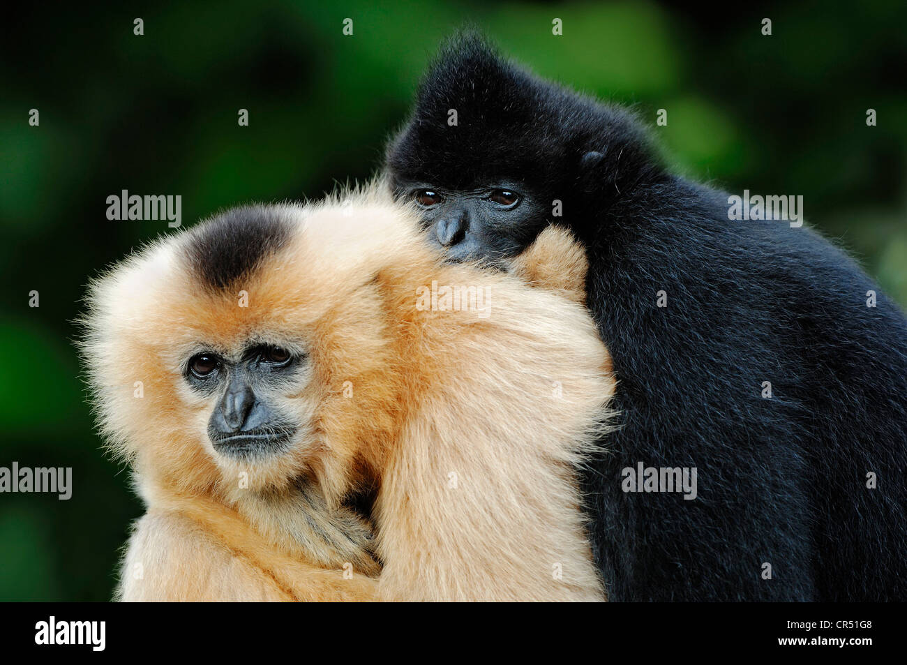 Koppeln Sie nördlichen weiße-cheeked Gibbone, (Nomascus Leucogenys, Hylobates Concolor Leucogenys), Gefangenschaft, asiatische Art Stockfoto