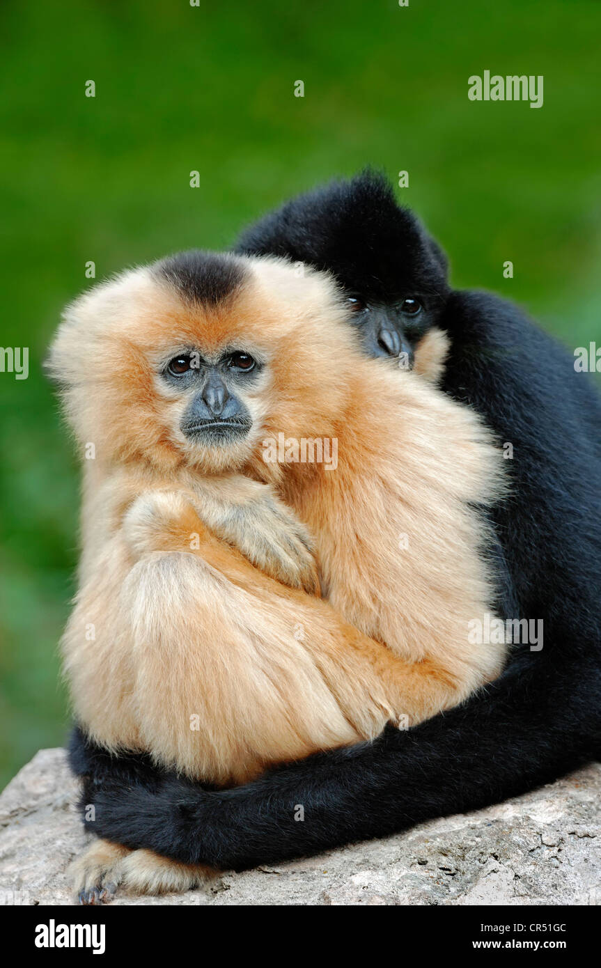 Koppeln Sie nördlichen weiße-cheeked Gibbone, (Nomascus Leucogenys, Hylobates Concolor Leucogenys), Gefangenschaft, asiatische Art Stockfoto
