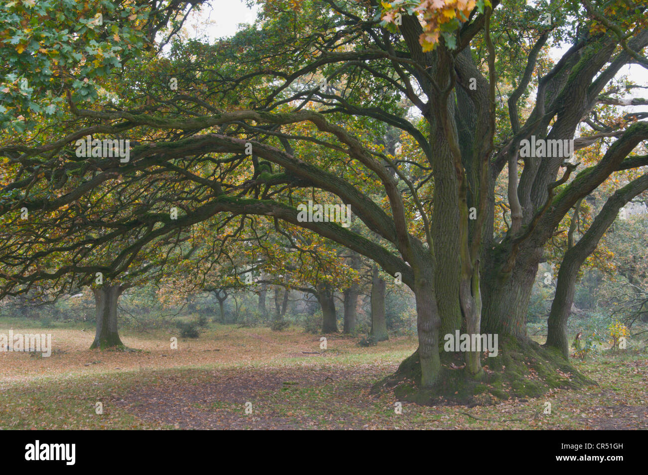 Eichen (Quercus Robur) im Hudewald Wald, Borkener Paradies Naturschutzgebiet, Emsland, Niedersachsen, Deutschland, Europa Stockfoto