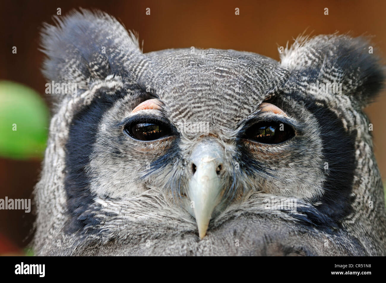 Riesige Uhu, Verrauxs Uhus (Bubo Lacteus), Porträt, Afrikanische Arten in Gefangenschaft, North Rhine-Westphalia, Germany, Europe Stockfoto
