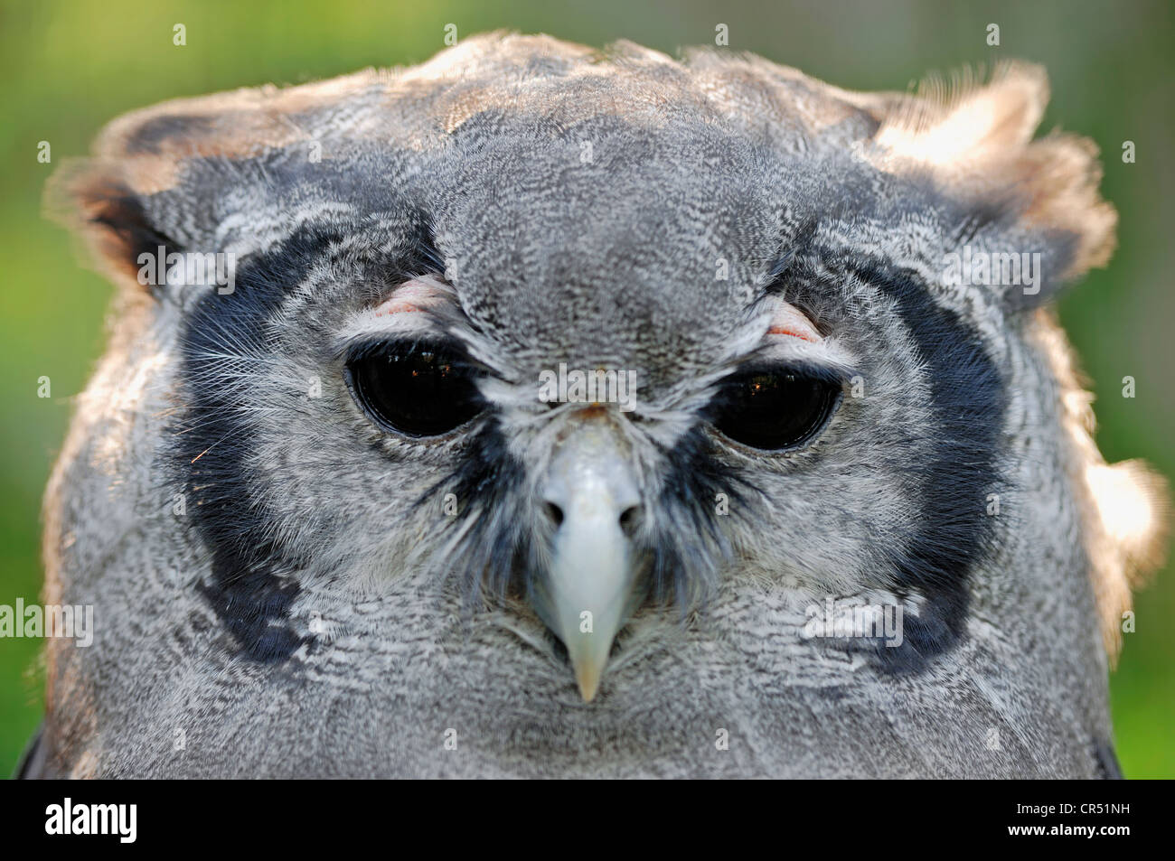 Riesige Uhu, Verrauxs Uhus (Bubo Lacteus), Porträt, Afrikanische Arten in Gefangenschaft, North Rhine-Westphalia, Germany, Europe Stockfoto